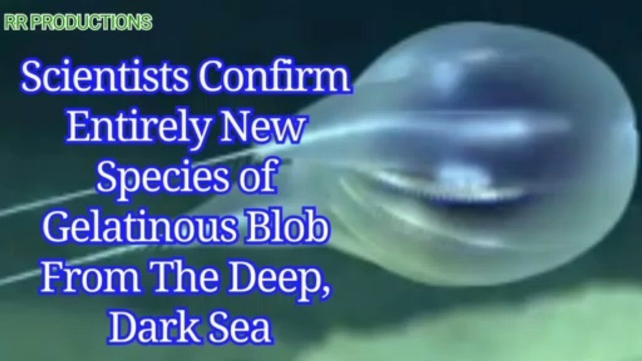 Scientists Confirm Entirely New Species of Gelatinous Blob From The Deep, Dark Sea