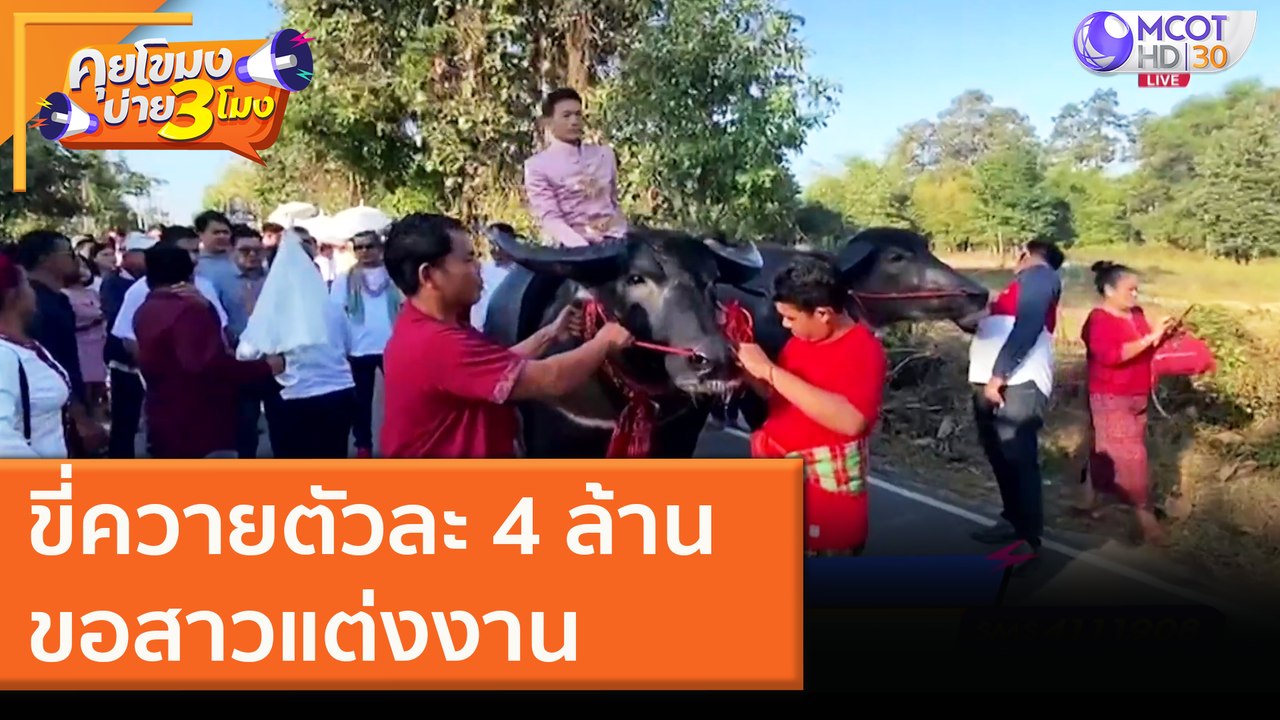ขี่ควายตัวละ 4 ล้าน ขอสาวแต่งงาน [30 พ.ย. 63] คุยโขมงบ่าย 3 โมง | 9 MCOT HD