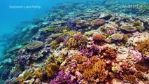 The Great Barrier Reef is at a critical tipping point and could disappear by 2050