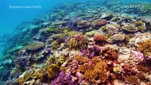 The Great Barrier Reef is at a critical tipping point and could disappear by 2050