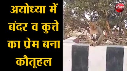 अयोध्या में बंदर व कुत्ते का प्रेम बना कौतूहल, वीडियो वायरल