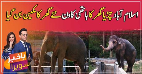 World's loneliest elephant' Kaavan arrived in Cambodia