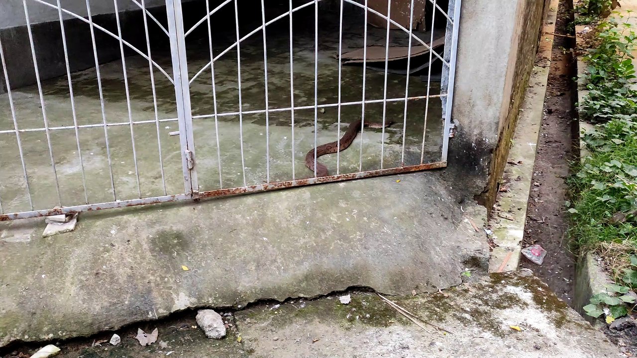 Russell's Viper (চন্দ্রবোড়া)(Daboia russelii) Snake in my locality ll Venomous Snake in India ll