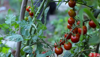 La deliciosa comida de la montaña - aceite de setas Termitomyces