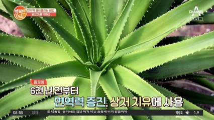 먹는 '백신' 알로에! 어릴 적 엄마가 억지로 먹였던 이유가 있었네~