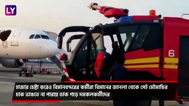 Swarm of Bees Attack Vistara Plane At Kolkata Airport: মৌমাছির দলকে ছত্রভঙ্গ করতে আনা হল জলকামান