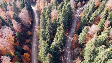 BOLU - Yaylacılar 'eve dönüş' yolunda