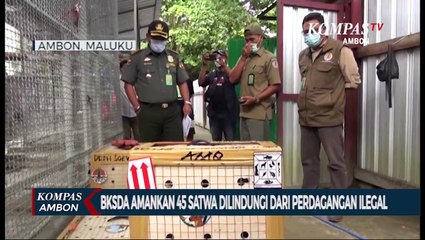 BKSDA Amankan 45 Satwa Dilindungi Dari Perdagangan Ilegal