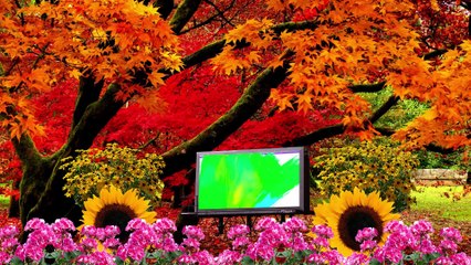 wedding green screen video hd background 2021