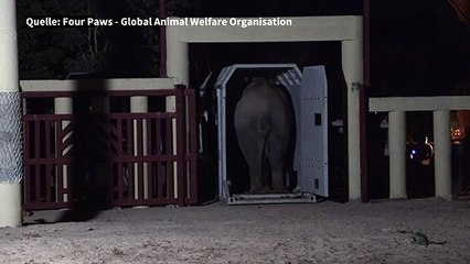 Elefant Kaavan ist nicht mehr einsam