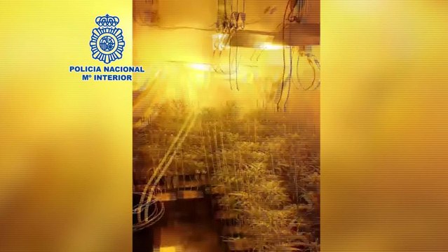 Policía desmantela dos plantaciones de marihuana en Vallecas