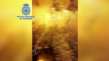 Policía desmantela dos plantaciones de marihuana en Vallecas