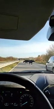 Des buffles s'échappent d'un parc et traversent des voies en Bretagne