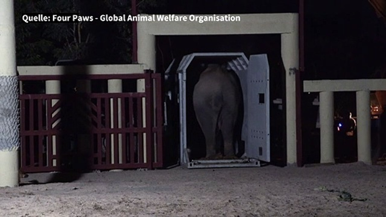 Elefant kaavan ist nicht mehr einsam