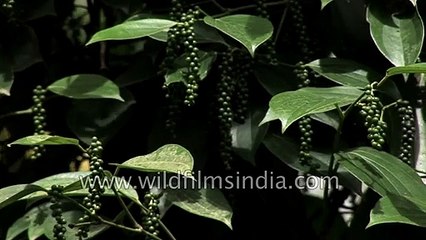 Black pepper cultivation in Kerala