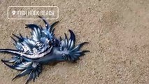 شاهد مخلوقات بحرية غريبة جرفتها المياه للشاطئ: تظهر لأول مرة