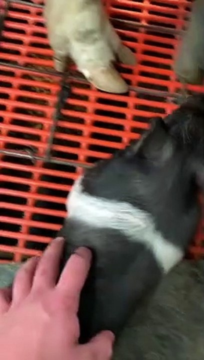 Sleepy Piglet Almost Impossible to Wake