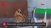 Sakarya’da, ülkeye kaçak sokulan Afrika vahşi kedisi ele geçirildi