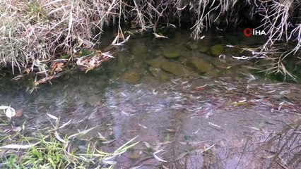 Soğuk Havalar Nedeniyle Dereler Donmaya Başladı