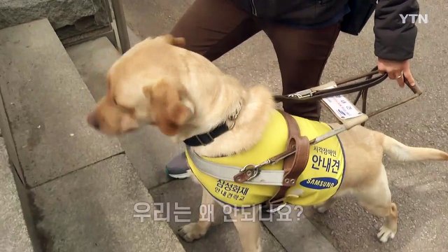 [뉴있저] 안내견도 함께 걷는 사회...'허락이 필요없는 권리' / YTN
