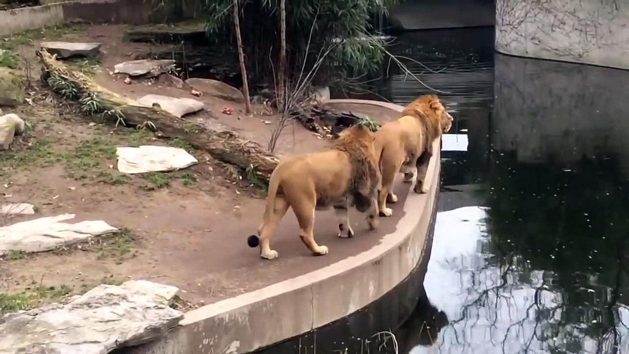 Lion Falls into the Water in German Zoo - Hilarious Animal Fail_HD