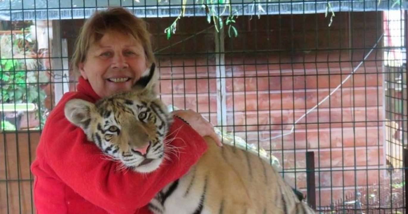 Treize lions et tigres soupçonnés d'être maltraités ont été saisis d'un refuge en Seine-Maritime