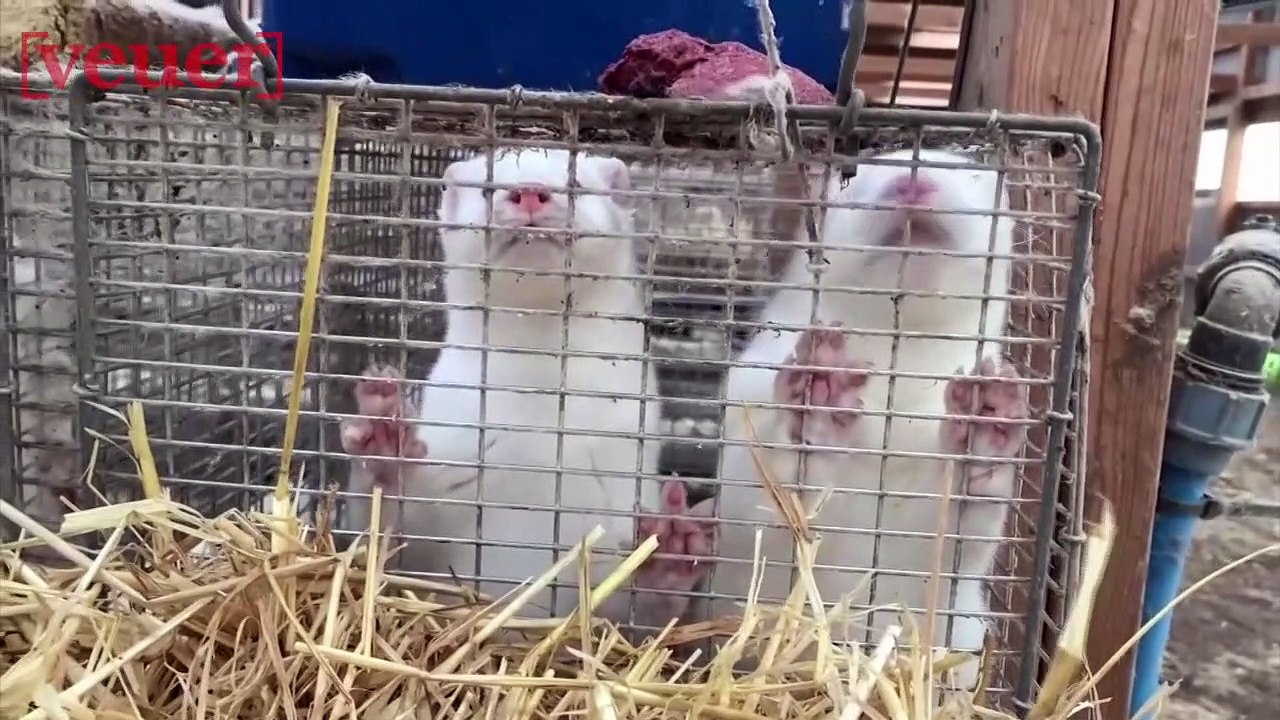 Rise of the ‘Zombie Mink?’ Denmark to Dig Up Covid-Spreading Mink