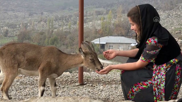 HAKKARİ - Genç kız kardeşlerinin bitkin halde bulduğu dağ keçisine gözü gibi bakıyor