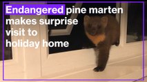 Endangered pine marten makes surprise visit to holiday home in Scotland