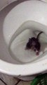 Toilet Swimming Rat Surprise