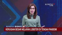 Harga Jual Lobster Anjlok Hampir 70 Persen, Nelayan Merugi!