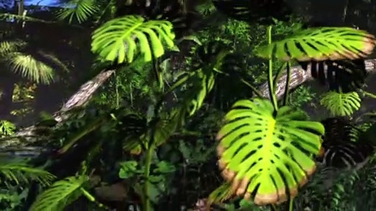 Videografik: Das Amazonas-Gebiet - bedrohtes Natur-Wunder