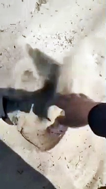 Découverte effrayante dans le sable qui avale tout ce qui bouge