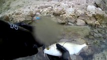 Spearfishing Salema / Zıpkınla Sarpa Avı
