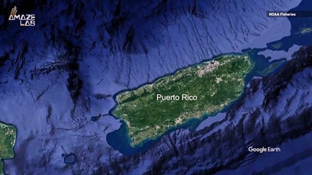 Scientists Discover Strange New Tentacled, Gelatinous Creature at the Bottom of the Ocean