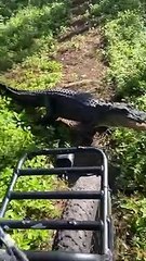 Quand un alligator se la joue "Gandalf"... vous ne passerez pas.