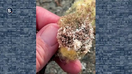 Il ouvre un sac plein de bébés araignées