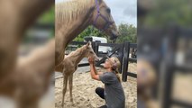 Elsa Pataky sorprende a sus fans con un vídeo en el que ayuda a nacer a un potro