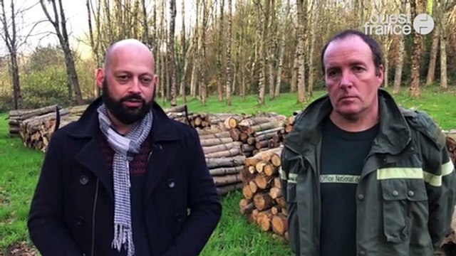 Débardage de bois grâce à la force animale