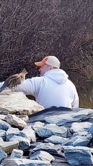 Partridge Makes Friends with Man