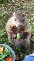 Stewie the Groundhog Munching on Veggies