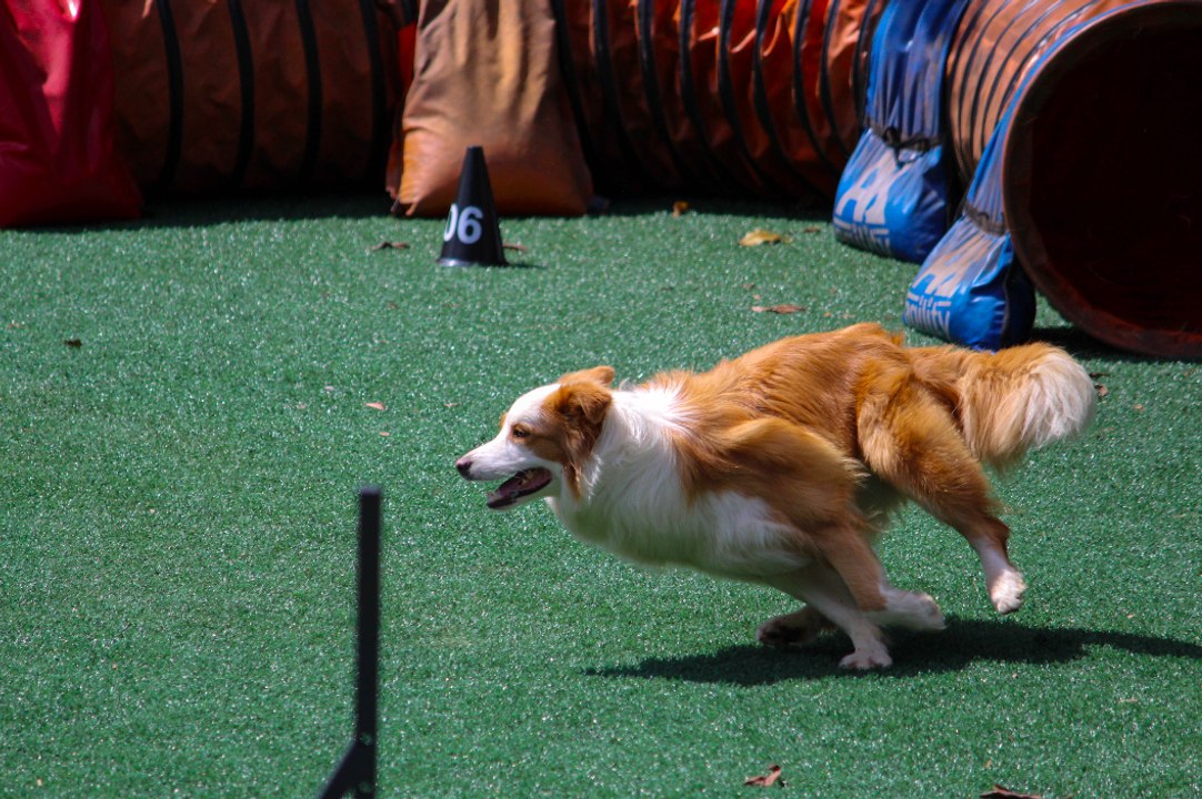 Entrenan a perros para que detecten la Covid-19