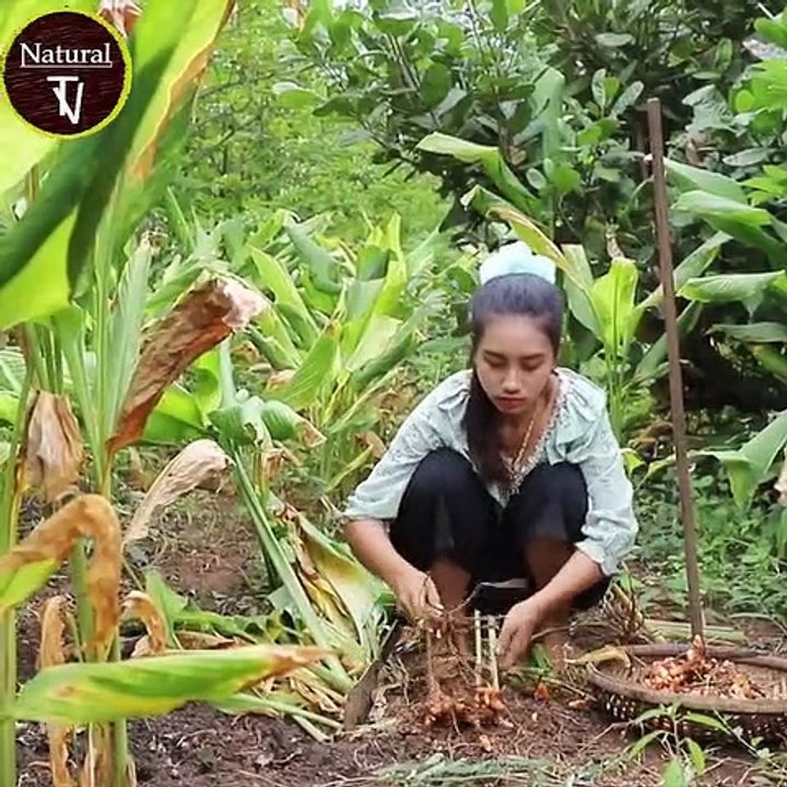 Dig Turmeric in my homeland - Healthy vegetable