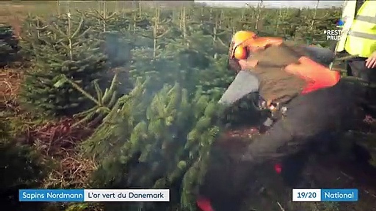 Noël : le sapin Nordmann, succès danois et chouchou des Français