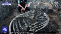[이슈톡] 태국서 발견된 5천 년 전 추정 고래 뼈