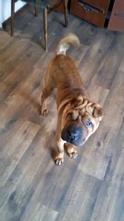 Shar Pei training