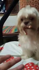 Small Dog Finds Missing Dentures