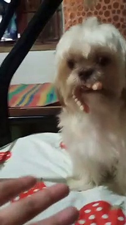 Small Dog Finds Missing Dentures