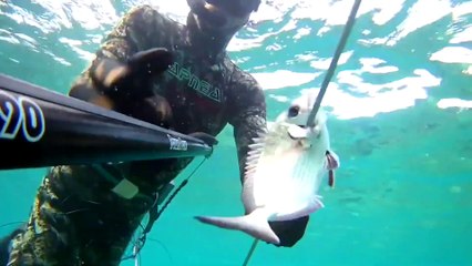 Spearfishing White Sea Bream / Zıpkınla Sargoz Avı