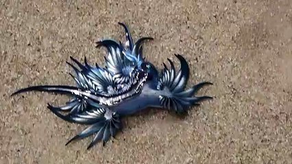 الأمواج تجرف مخلوقات بحرية شبيهة بالتنين إلى الشاطئ